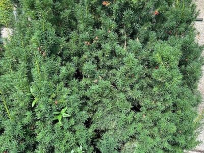 Grünschnitt für Osterbrunnen gesucht